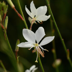 Gaura - Belleza Early White