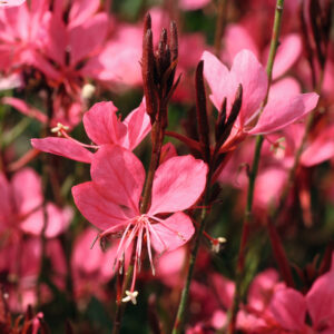 Gaura - Belleza Dark Pink