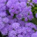 Ageratum - Monarch Magic (Lavender-Blue)