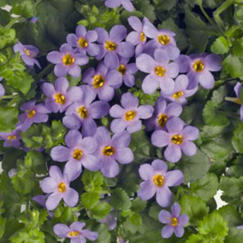 Bacopa - Bahia Blue Sand