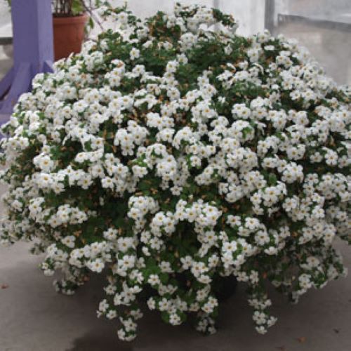 Bacopa - Bahia White
