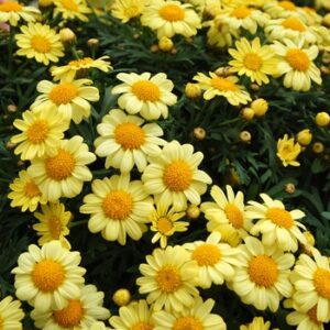 Argyranthemum - Beauty Yellow