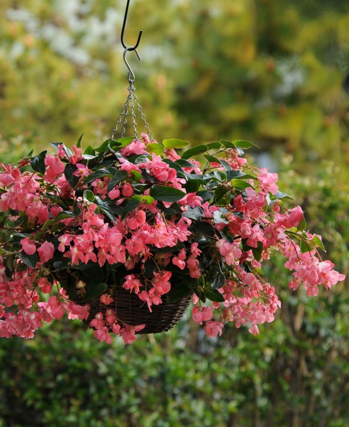 Begonia - Dragon Wing Green Leaf Pink