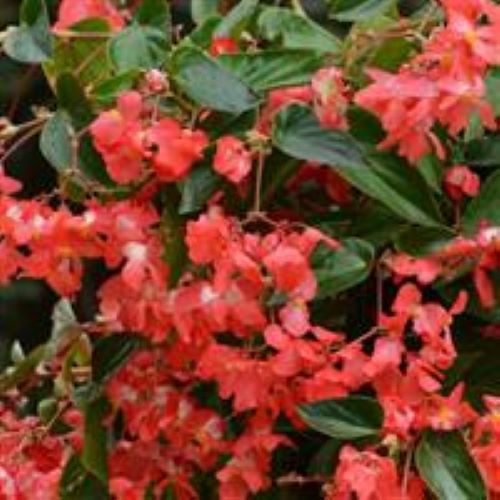 Begonia - Dragon Wing Green Leaf Red