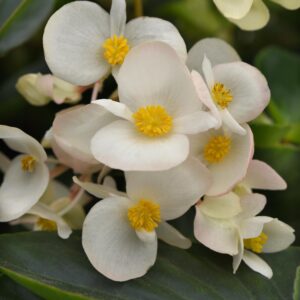 Begonia - Dragon Wing Green Leaf White