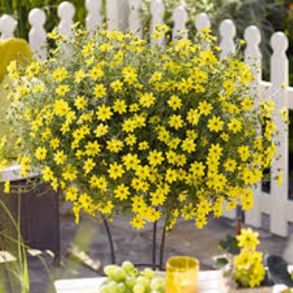 Bidens - Bidy Gonzales Trailing Yellow