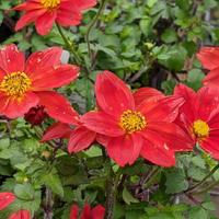 Bidens - Bidy Boom Red