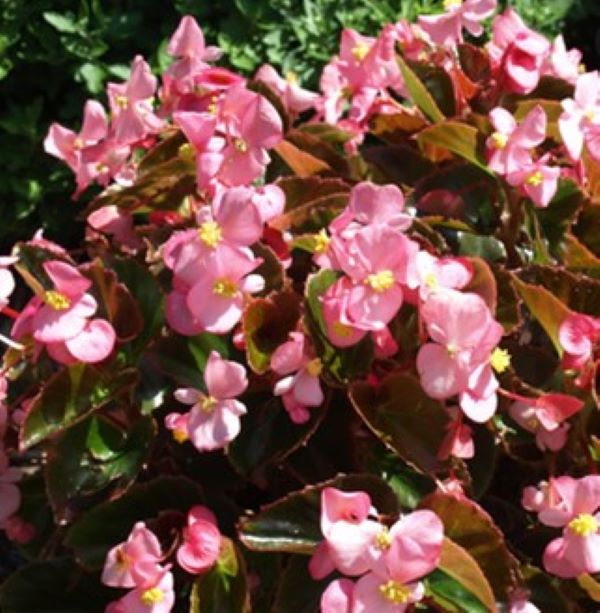 Begonia - Wax Cocktail Bronze Leaf Pink Gin