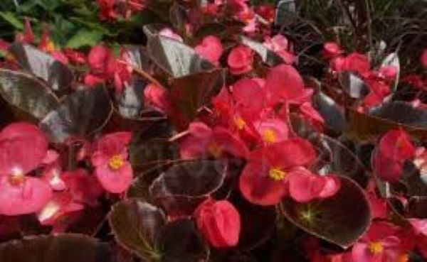 Begonia - Wax Bronze Leaf Red Vodka