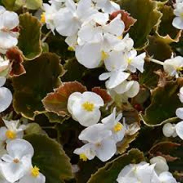 Begonia - Wax Bronze Leaf White Whiskey