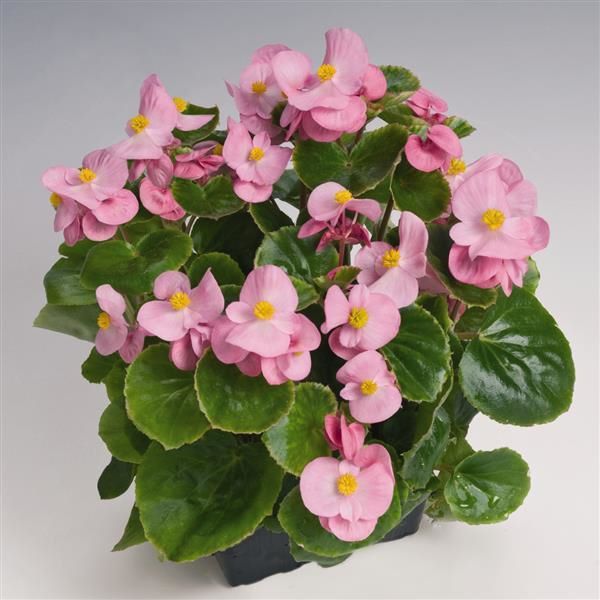 Begonia - Wax Green Leaf Pink Olympian