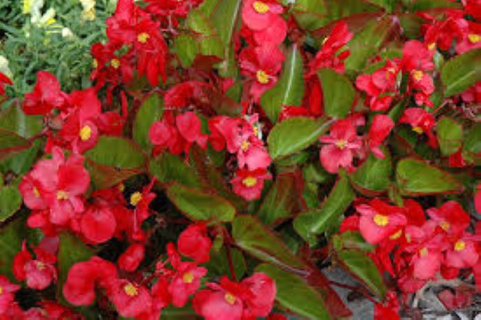 Begonia - Wax Green Leaf Red Olympian