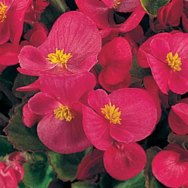 Begonia - Wax Green Leaf Rose Olympian