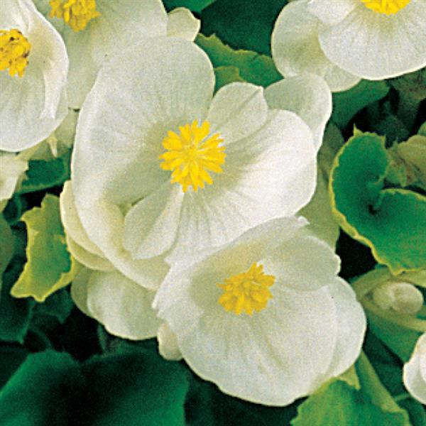 Begonia - Wax Green Leaf White Olympian