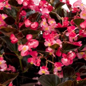 Begonia - Viking Bronze Leaf Pink