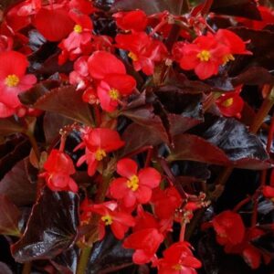 Begonia - Viking Bronze Leaf Red