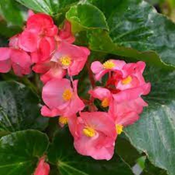 Begonia - Big Green Leaf Rose