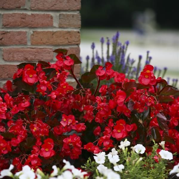 Begonia - Big Bronze Leaf Red