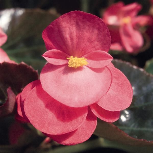 Begonia - Big Bronze Leaf Rose