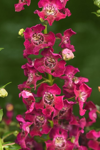 Angelonia - Angleface Fuchsia