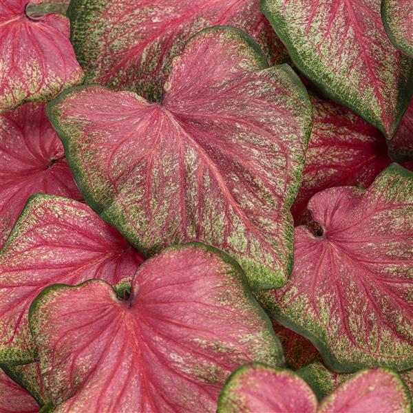 Caladium Strap Leaf - Pink Caladium Strap Leaf - Pink