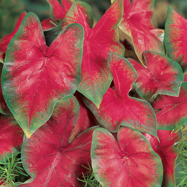 Caladium Strap Leaf - Red Caladium Strap Leaf - Red