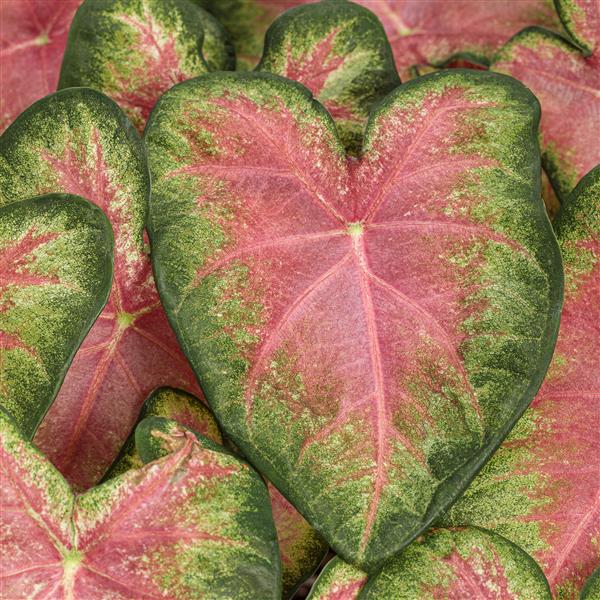 Caladium Strap Leaf - Rose Caladium Strap Leaf - Rose
