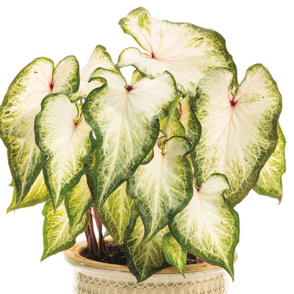 Caladium Strap Leaf - White Caladium Strap Leaf - White