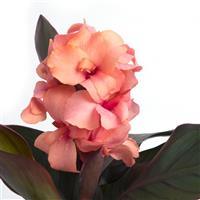 Canna - Cannanova Bronze Leaf Peach
