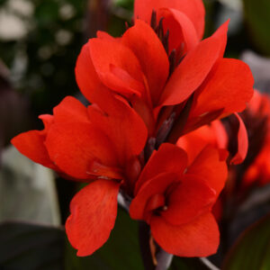 Canna - Cannanova Bronze Leaf Scarlet