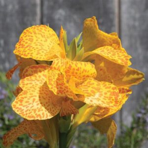 Canna - Cannanova Green Leaf Golden Leopard