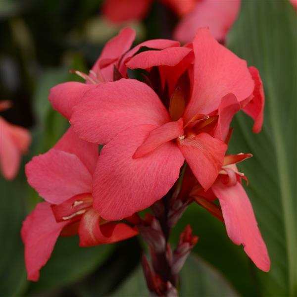 Canna - Cannanova Green Leaf - Rose