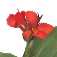 Canna - Cannanova Green Leaf Scarlet