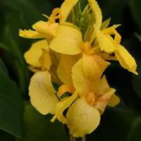 Canna - Cannanova Green Leaf Yellow