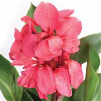 Canna - Cannanova Green Leaf Rose Dark Bud