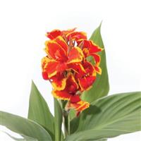 Canna - Cannanova Green Leaf Red Golden Flame