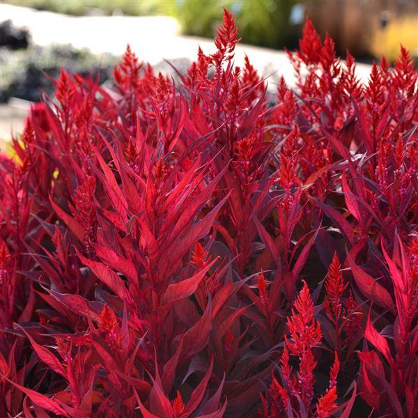 Celosia - Dragon's Breath Red