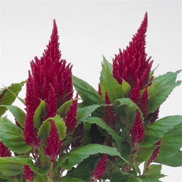 Celosia - Fresh Look Red