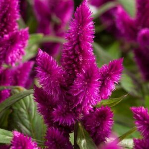 Celosia - Intenz Dark Purple