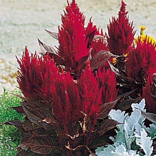 Celosia - New Look Red
