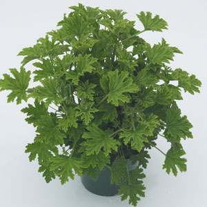 Geranium - Citronella - Mosquito Repellent Geranium - Citronella - Mosquito Repellent