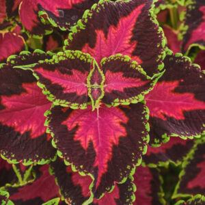 Coleus Heartbreaker
