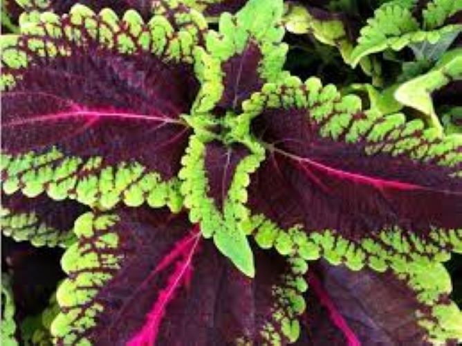Coleus - Main Street Alligator Alley