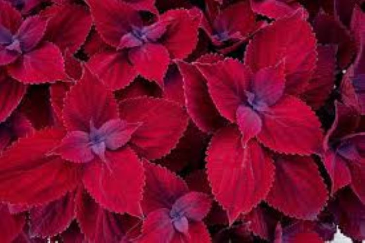 Coleus - Main Street Beale St