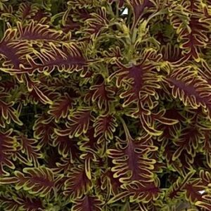 Coleus Skeletal