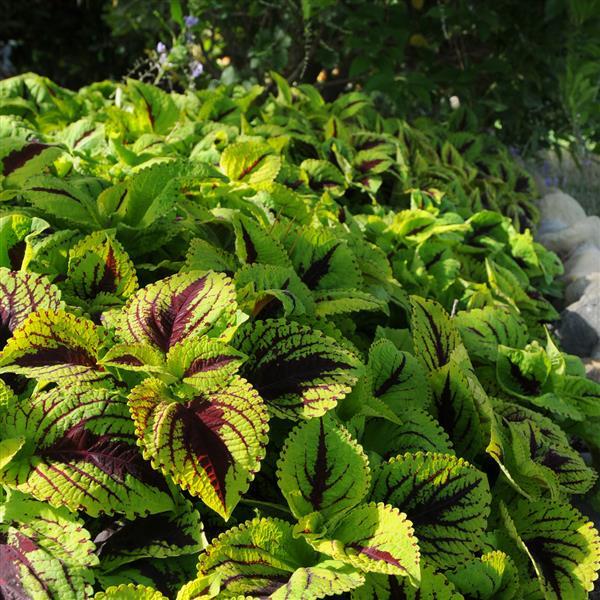 Coleus - Kong Jr Lime Vein