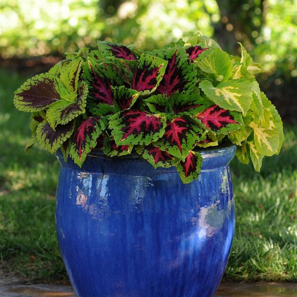 Coleus - Kong Jr Rose