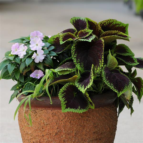 Coleus - Kong Jr Scarlet