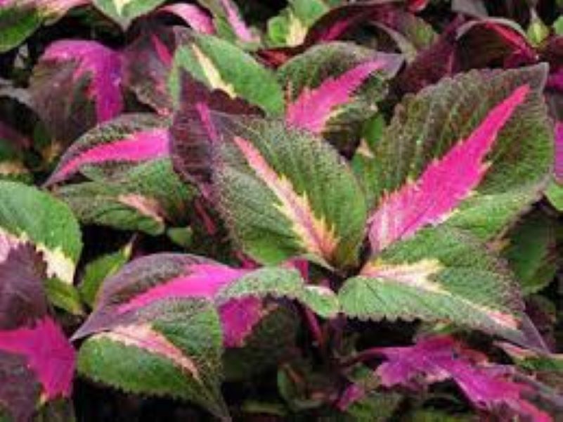 Perilla - Magilla Purple