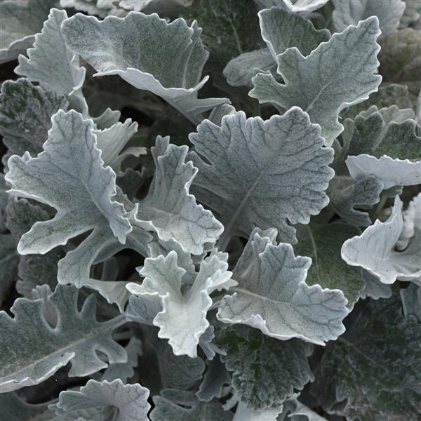 Dusty Miller - Cirrus